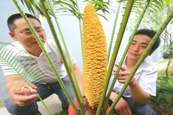 赣榆县青口镇一居民家的近百年铁树开花