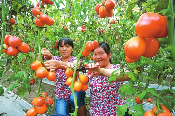 赣榆发展生态品牌蔬菜促进农民增收