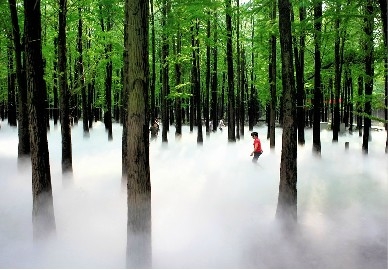 兴化李中水上森林公园将举办第一届雾森节
