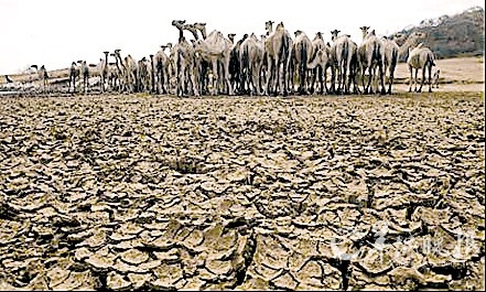 60年来最严重旱灾:饥渴魔影笼罩非洲