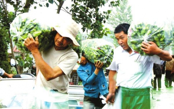 赣榆沙河镇成为全市最大的市郊蔬菜生产基地