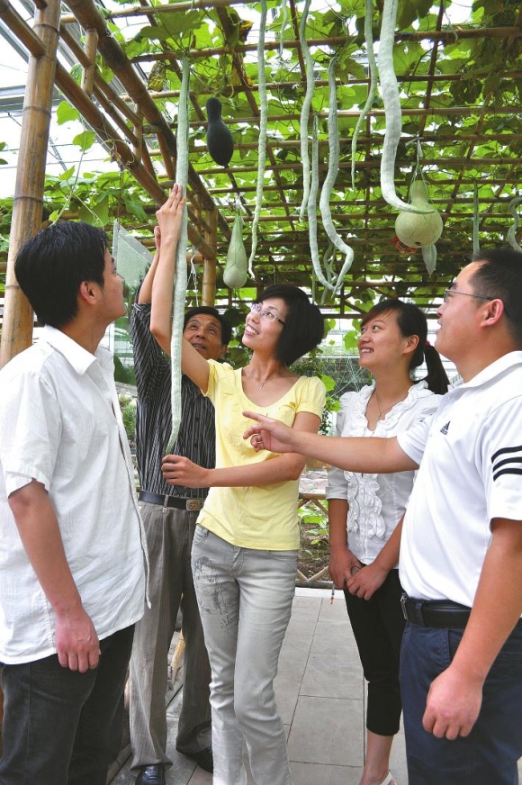 东海县桃林镇蔬菜博览园蛇瓜吸引众游客