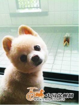 博美犬售价涨了200元 剃俊介头需100元