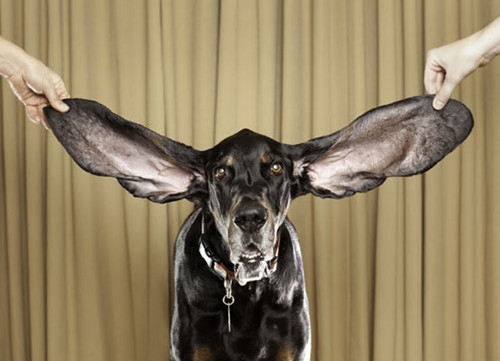 全球耳朵最长狗出炉 两耳长度相加超0.6米