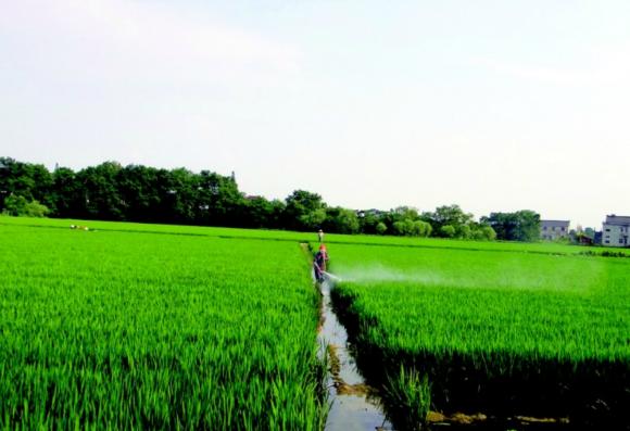 扬中统一使用高效低毒农药确保水稻产量