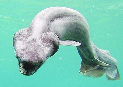 有蓝色血液的是什么动物 1316057776_6942.jpg