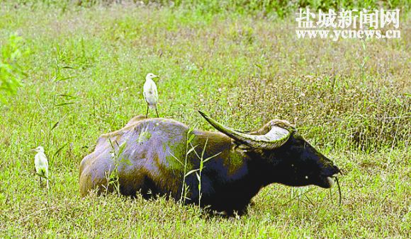 菊花黄芦花白 盐城沿海滩涂秋季景色怡人