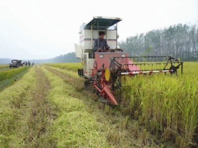 东海县平明镇早熟水稻开始收割