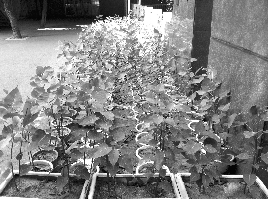 常州一中学师生克隆繁殖300多棵菩提树