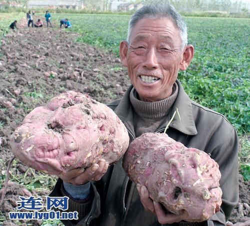 连云港灌南一村民收获两巨型山芋 每个重8斤