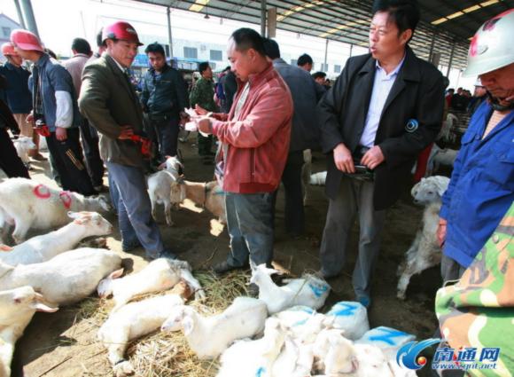 海安优质山羊2011年交易量预计突破100万只