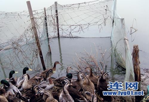 连云港临洪口湿地不法分子设网滥捕野生候鸟