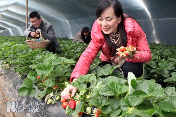 连云港生态草莓新鲜上市 批发价一公斤40元