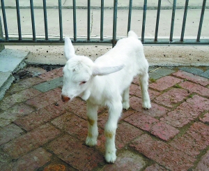 江苏省农科院成功克隆6只转基因奶山羊