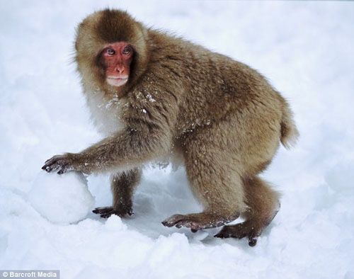 日本雪猴雪中作乐 无师自通滚雪球
