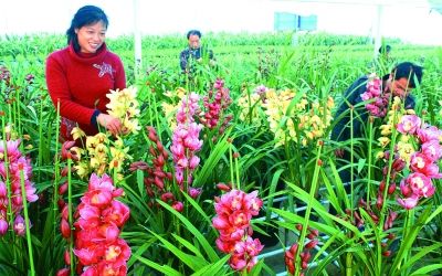 灌南县发展高档盆花栽培实现年产500万盆
