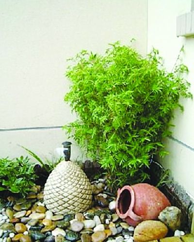 扬州40平米"微型园林"引关注 网友纷纷diy