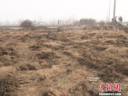 盐城231省道护路林被砍挖 官方证实未经审批