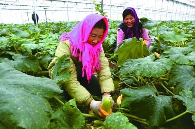 连云港各县区温室蔬菜大棚迎来收获季节