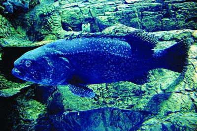 南京海底世界引进珍贵鱼种 名字均与龙相关
