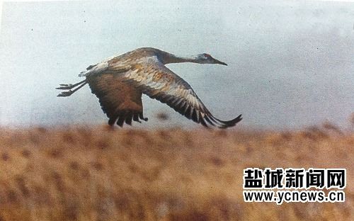 盐城沿海滩涂再现沙丘鹤 为世界濒危鸟类