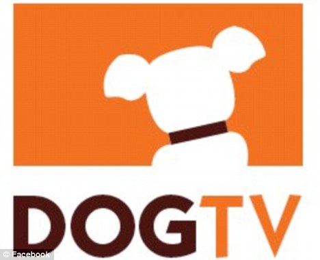 美国打造狗狗电视频道 让宠物狗在家不寂寞