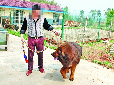 野猪下山闯进高淳藏獒基地 被护崽藏獒咬死