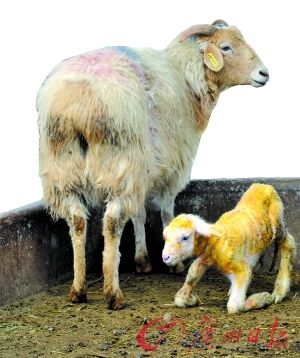 世界首例转基因手工克隆绵羊成功诞生