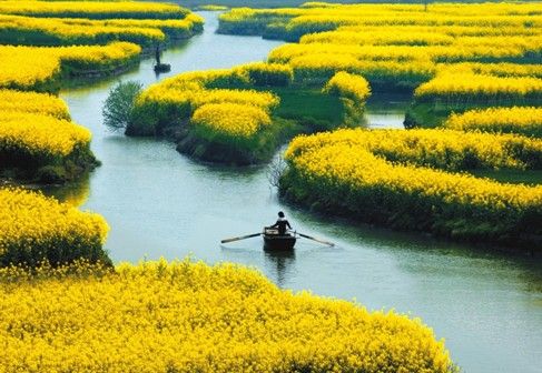 调查:微博营销催热兴化千岛菜花旅游节