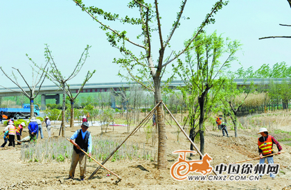 宿新高速徐州段绿化工程下月完工