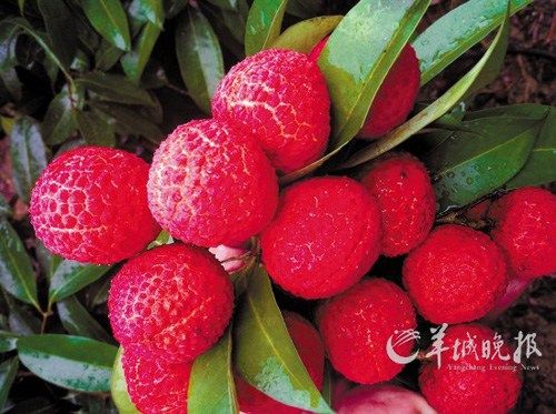 广州东莞荔枝新品2000元一斤 产量仅30斤