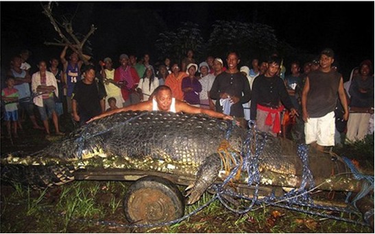 菲律宾捕获世界最大鳄鱼 长6.17米曾杀死2人