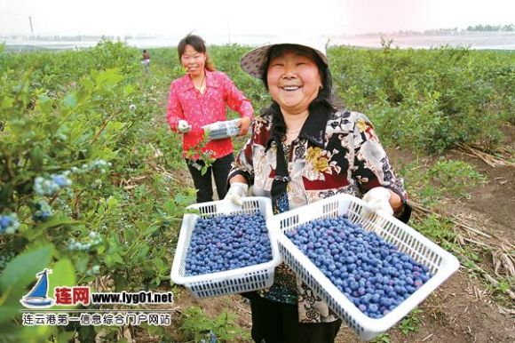 灌云县南岗乡蓝莓丰收 外地客商赴田头收购
