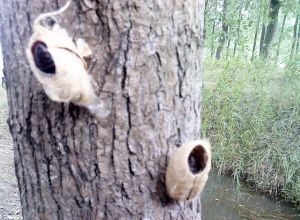 扬州杨树虫害严重 已投放4000万寄生蜂灭虫