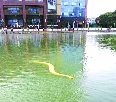 常州黄金蟒被传北京雨中游泳 主人澄清