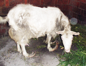 丹阳一母羊变性成公羊 专家称或有遗传缺陷