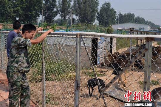 太原大批流浪狗死亡 现狗吃狗惨剧
