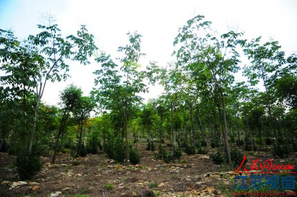 石山种树盐碱地造林 科技助建江苏绿色屏障