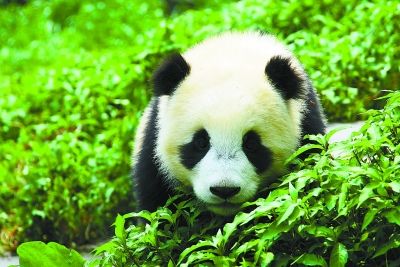 南京红山动物园国庆前将迎两只新熊猫