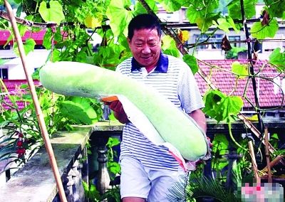 南京种菜达人自家阳台上种出20斤冬瓜