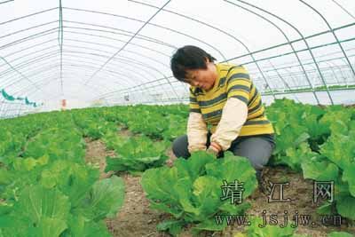 靖江生祠镇千亩设施农业基地首批蔬菜上市