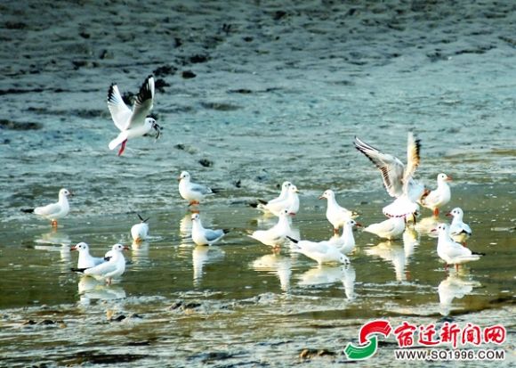 宿迁洪泽湖湿地等近湖林区迎多批候鸟