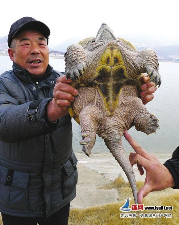 连云港大圣湖又见鳄龟 专家:放生易破坏生态