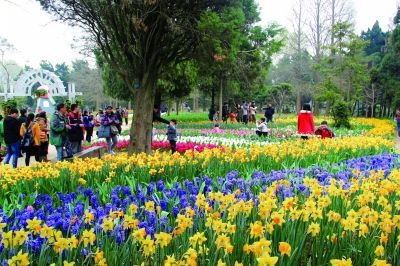 南京中山植物园欧洲花卉展迎来盛花期