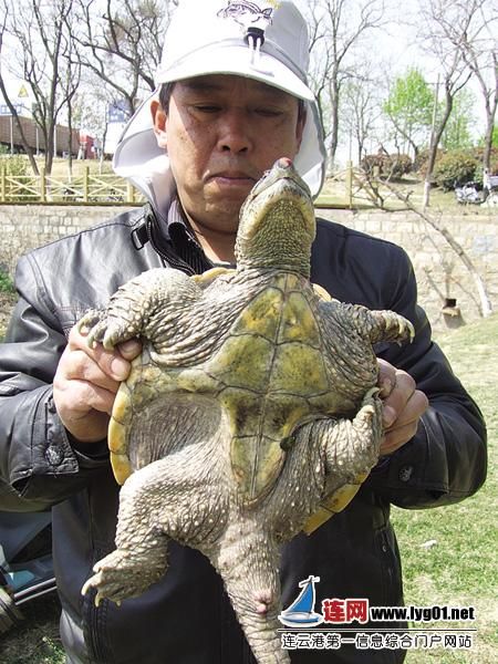 连云港一河边钓起近8斤鳄龟 鱼竿都拉断