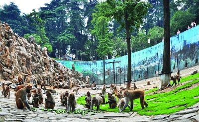 南京红山动物园猴山改造 将可平视看猴子
