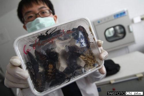 北京截获数百活蟑螂蜘蛛邮包 蟑螂长约6厘米