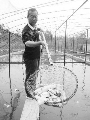 徐州一鱼场突然断电 600多斤观赏鱼被闷死