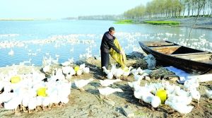 淮安金湖农民用滩涂荒地散养白鹅 远销北京