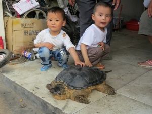 淮安一男子捕获21.5斤重鳄鱼龟 动物园拒收